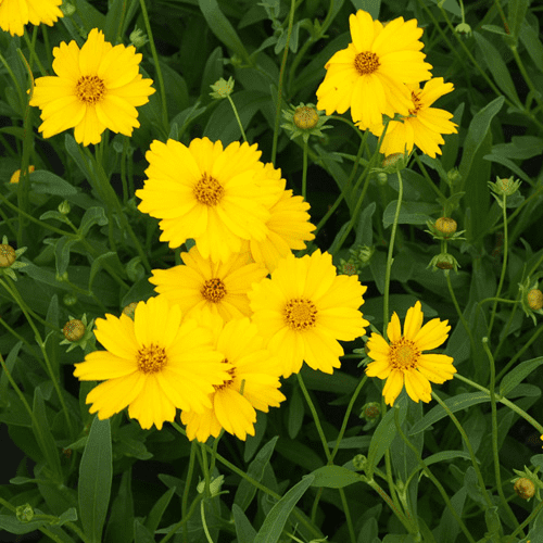 Des images de diff�rentes plantes